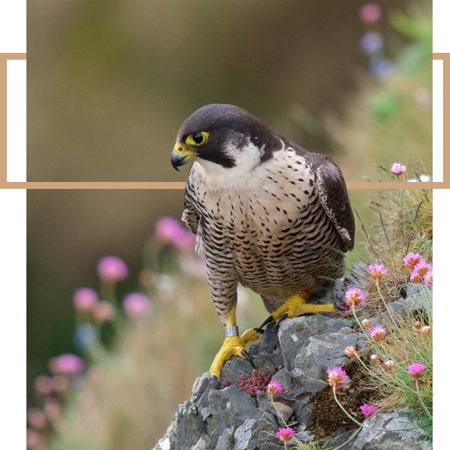 Falcon Nursery "MurAs"